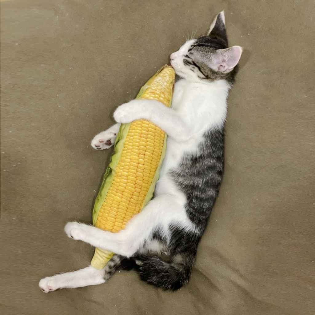 100%木天蓼填充貓玩具｜玉米（大／小）