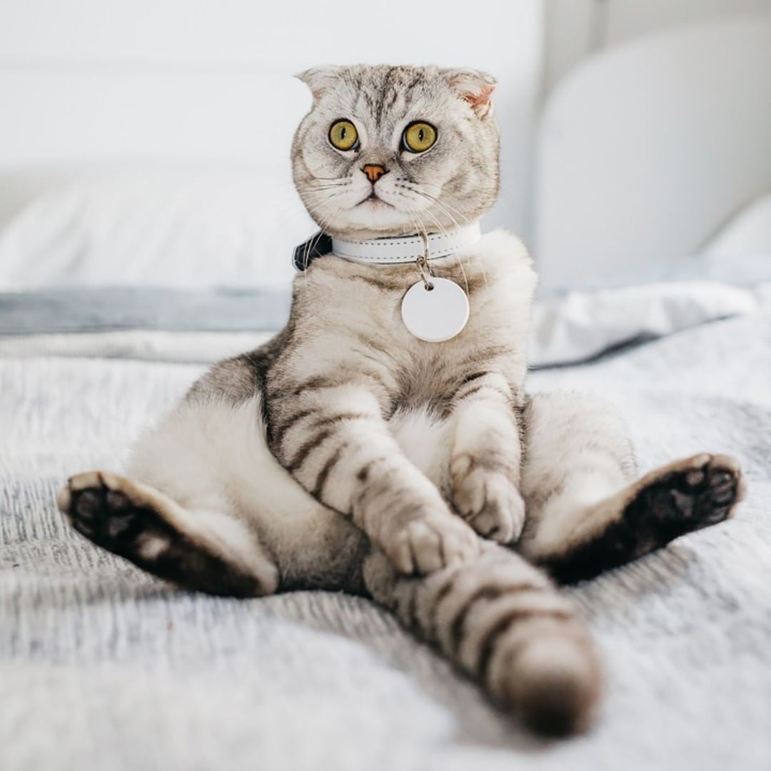 chipolo防丟小幫手 貓咪