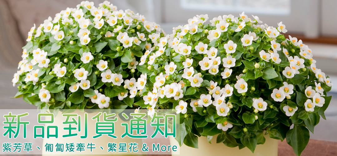 「新品到貨通知」紫芳草、匍匐矮牽牛&More