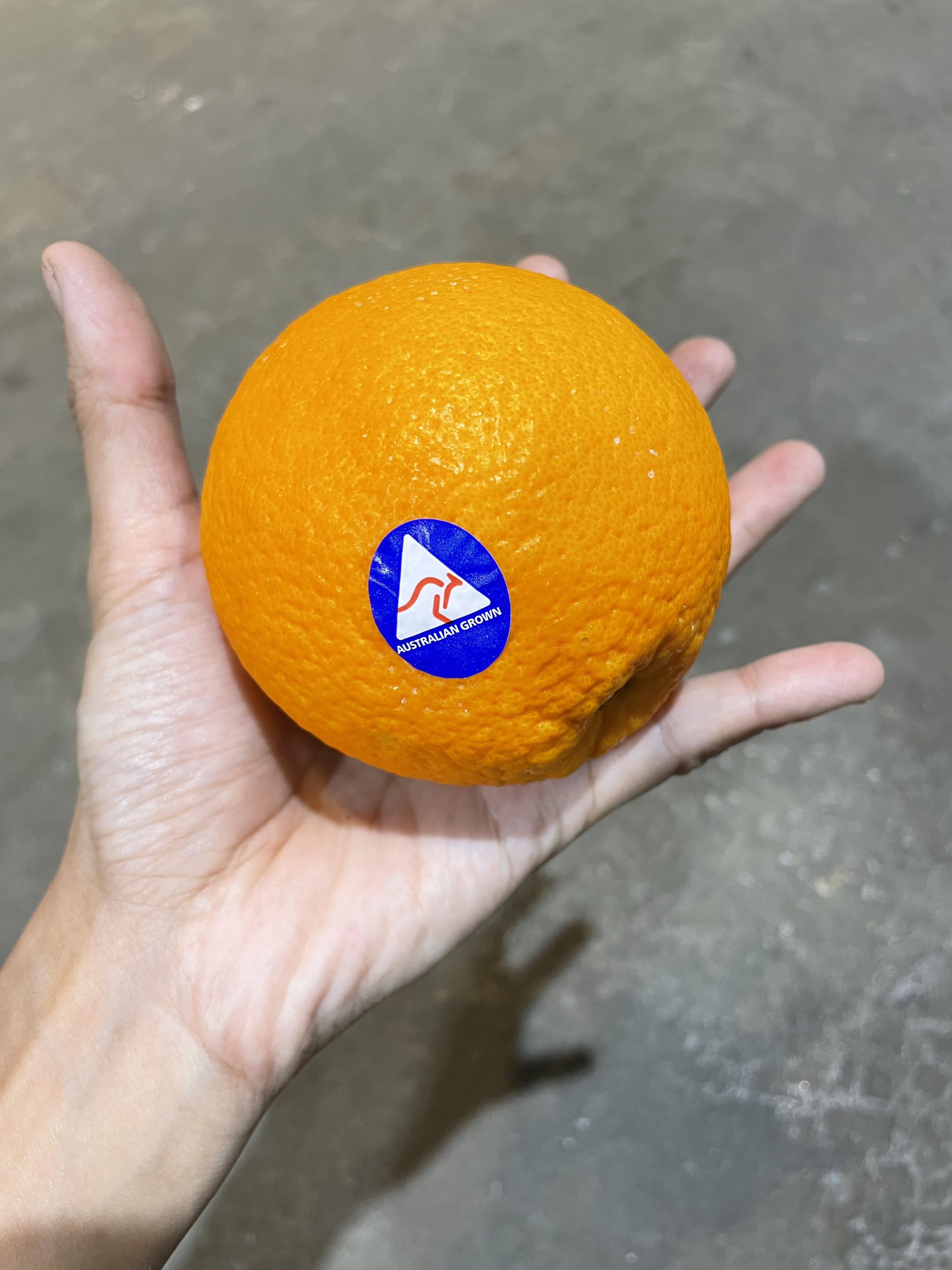 澳洲橙🐨🍊
