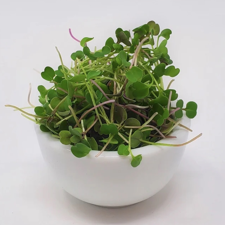 Arugula Microgreen