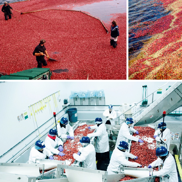 天時莓果TimesBerries｜天時所進口的莓果是  美國農業部認證之A級等級之莓果( USDA GRADE A)，  類似於美國牛肉的 Premium等級。