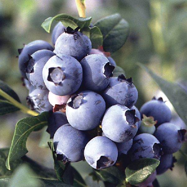 天時莓果TimesBerries｜把健康帶入您的生活  用誠實的態度做健康的事業