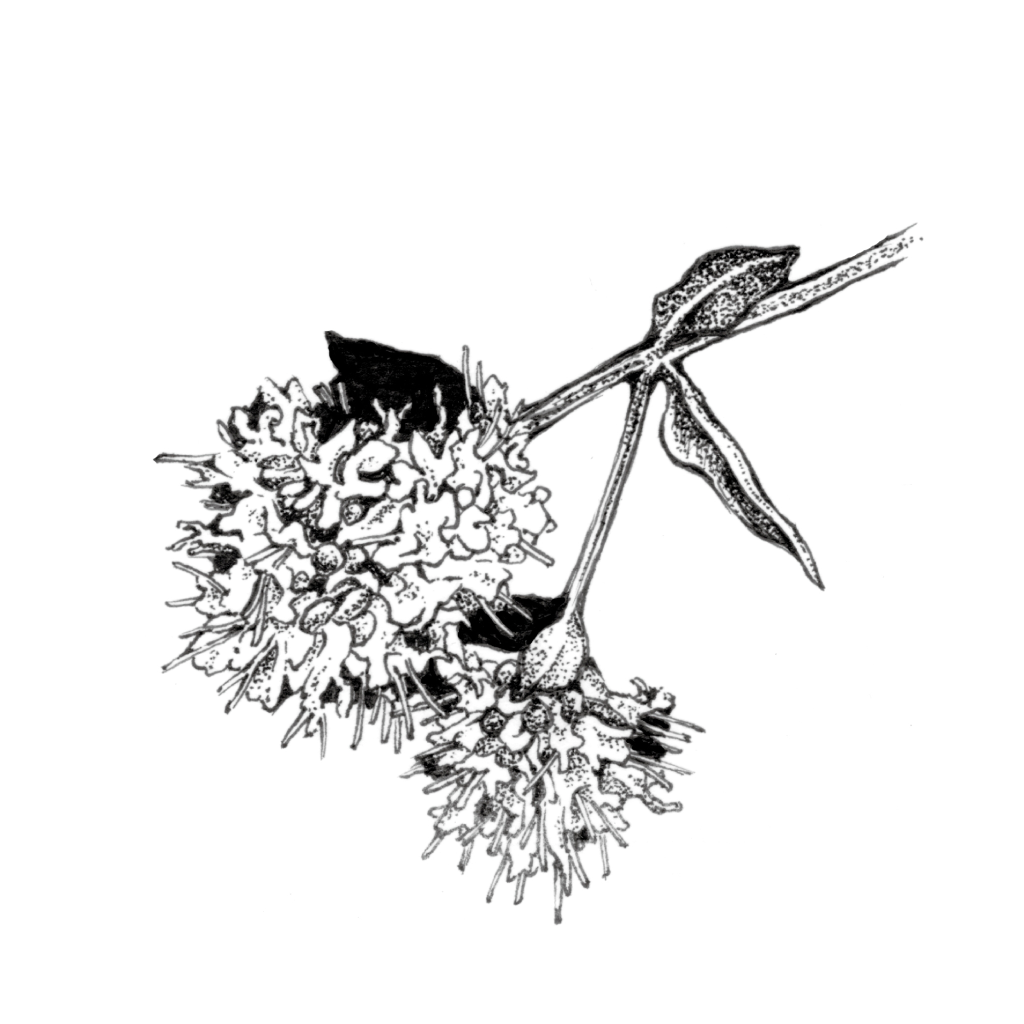 單方精油｜甜馬鬱蘭-特級 10ml