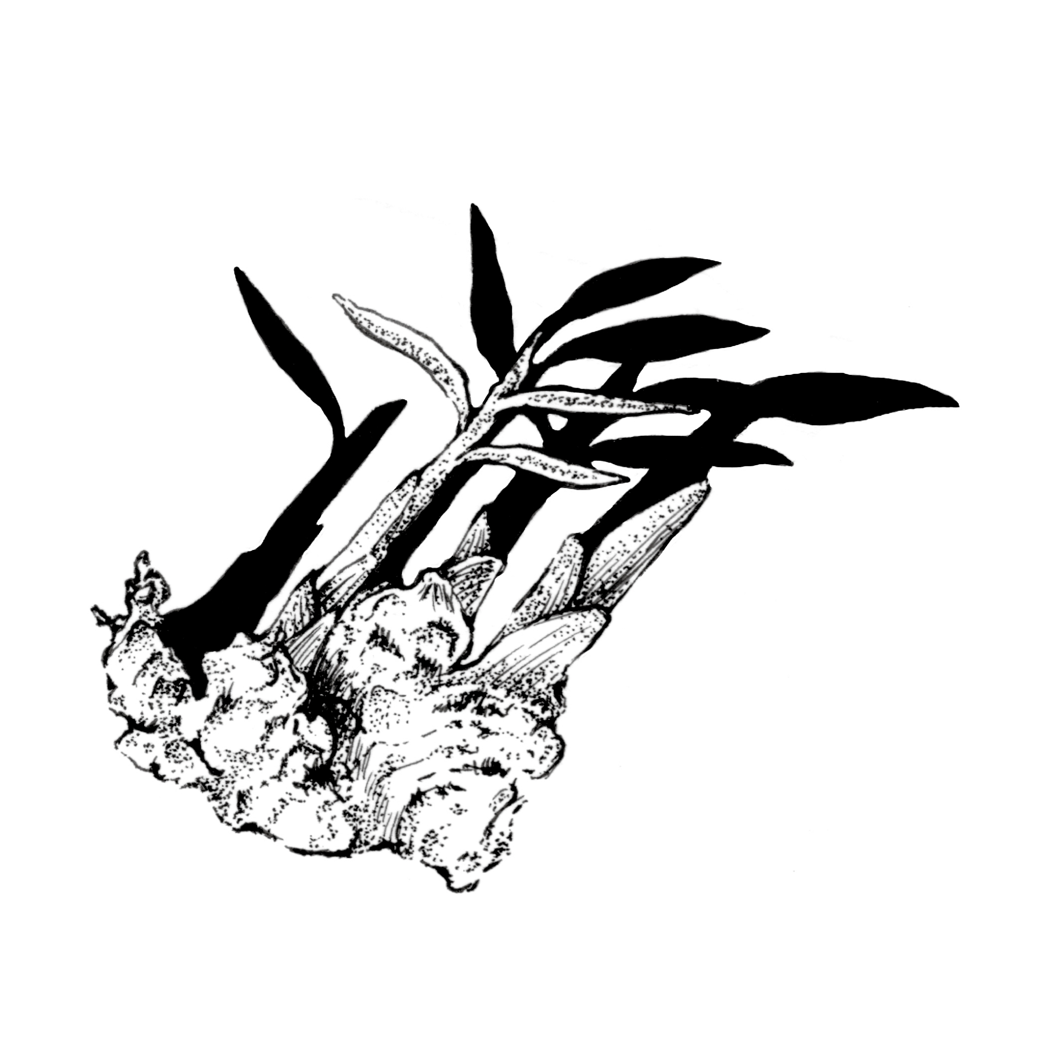 單方精油｜薑-特級 10ml