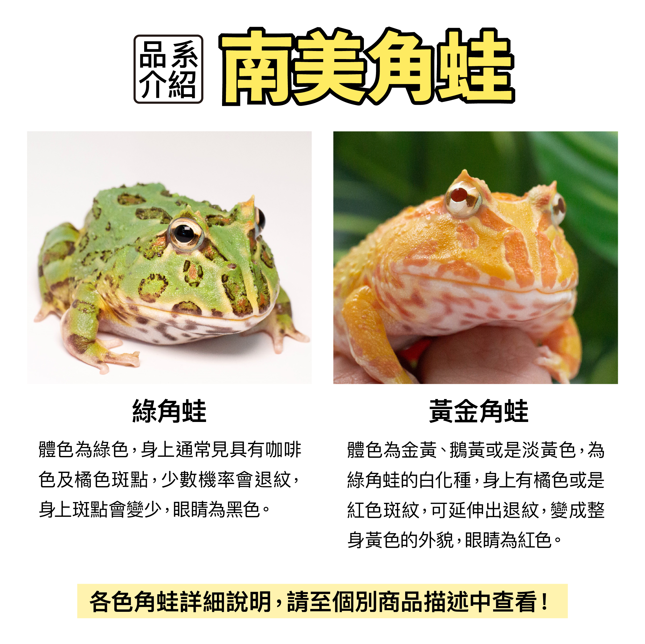 黃金 綠角 新手養角蛙套組 含蛙 適合新手專業繁殖飼養 彼得角蛙 彼得爬寵peter S Pacman