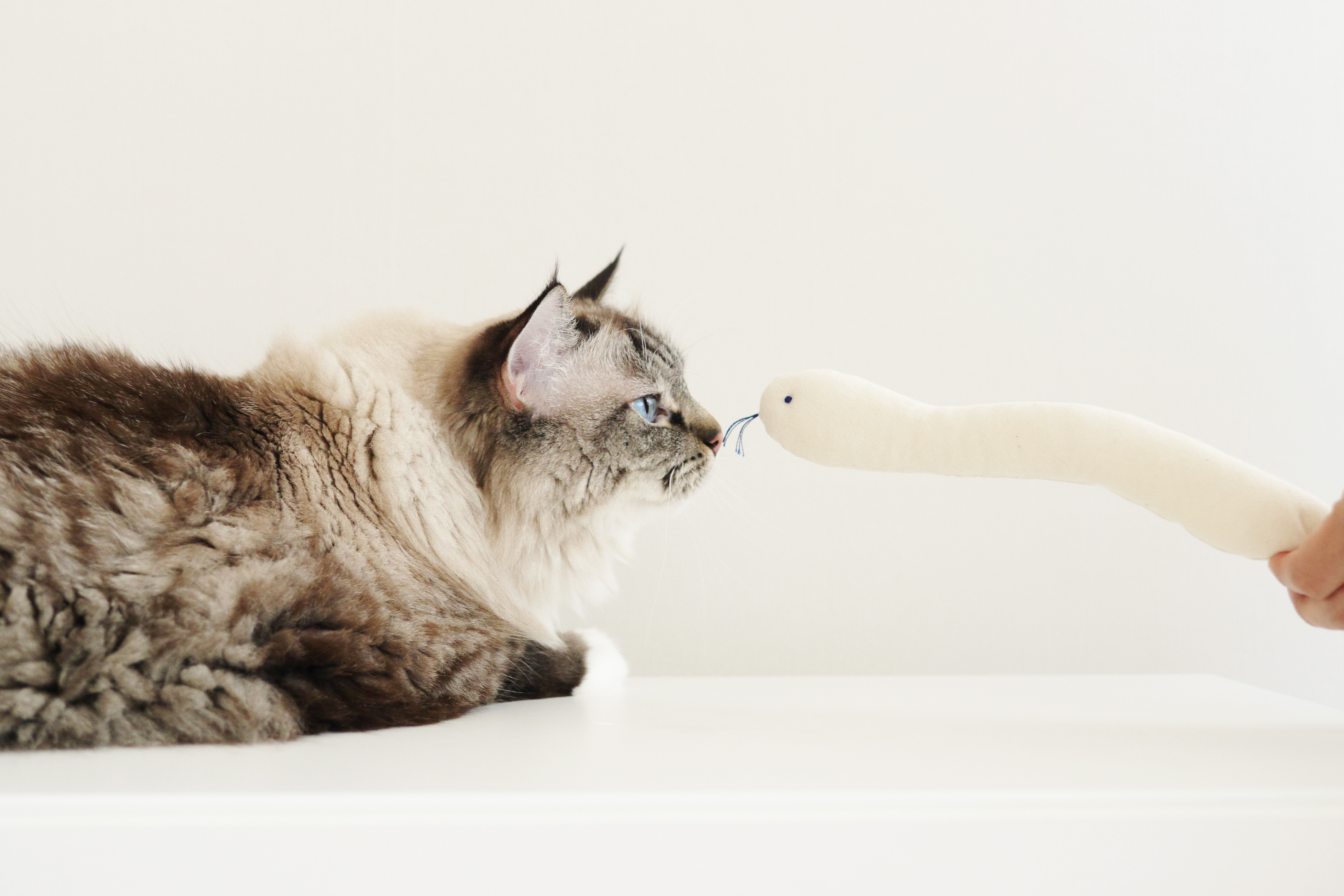 寵物玩具 | 小白蛇 - The Royal Grocery