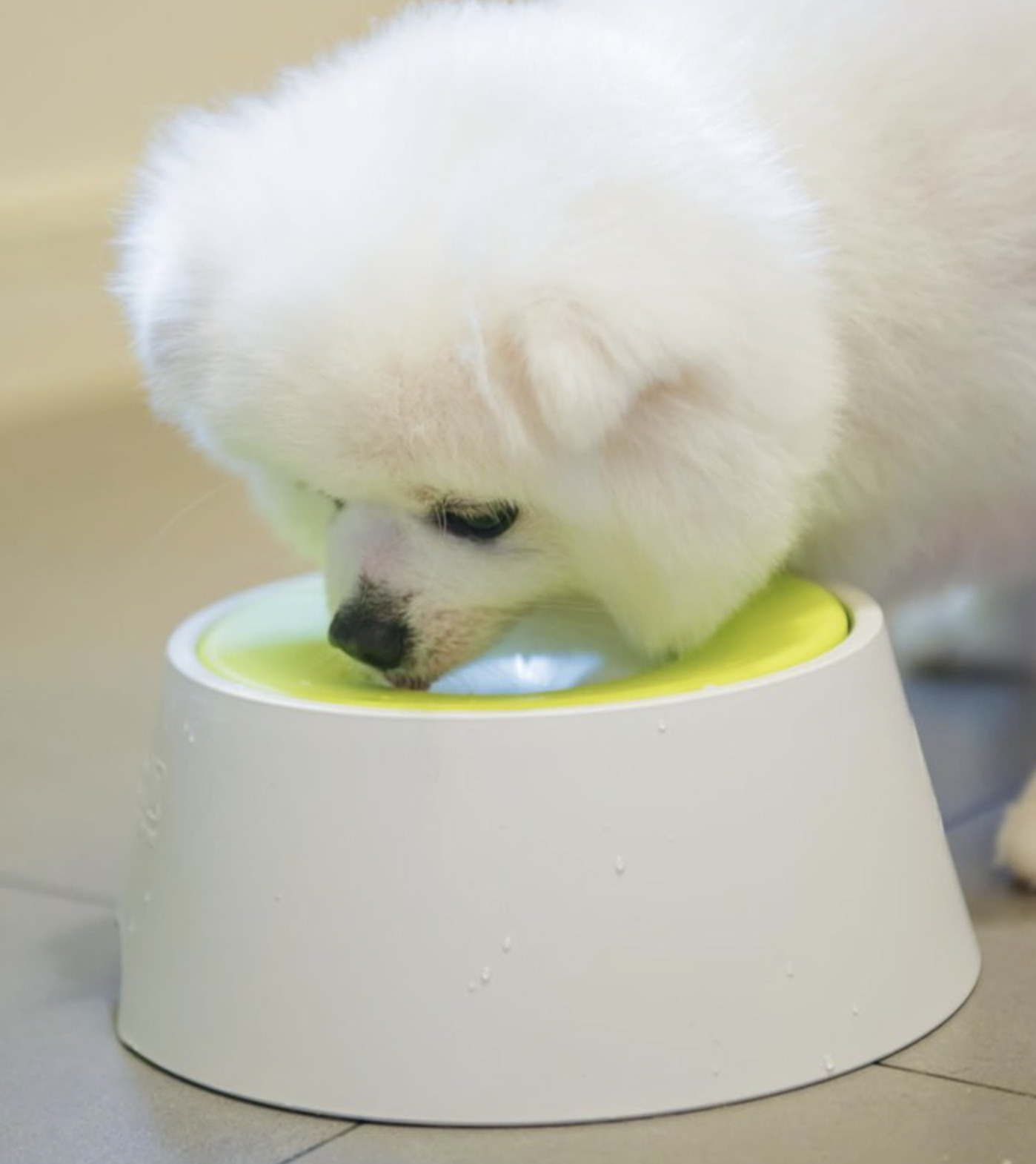 YogiPet - 抗菌98.7% 只喝乾淨水的碗1,000ml