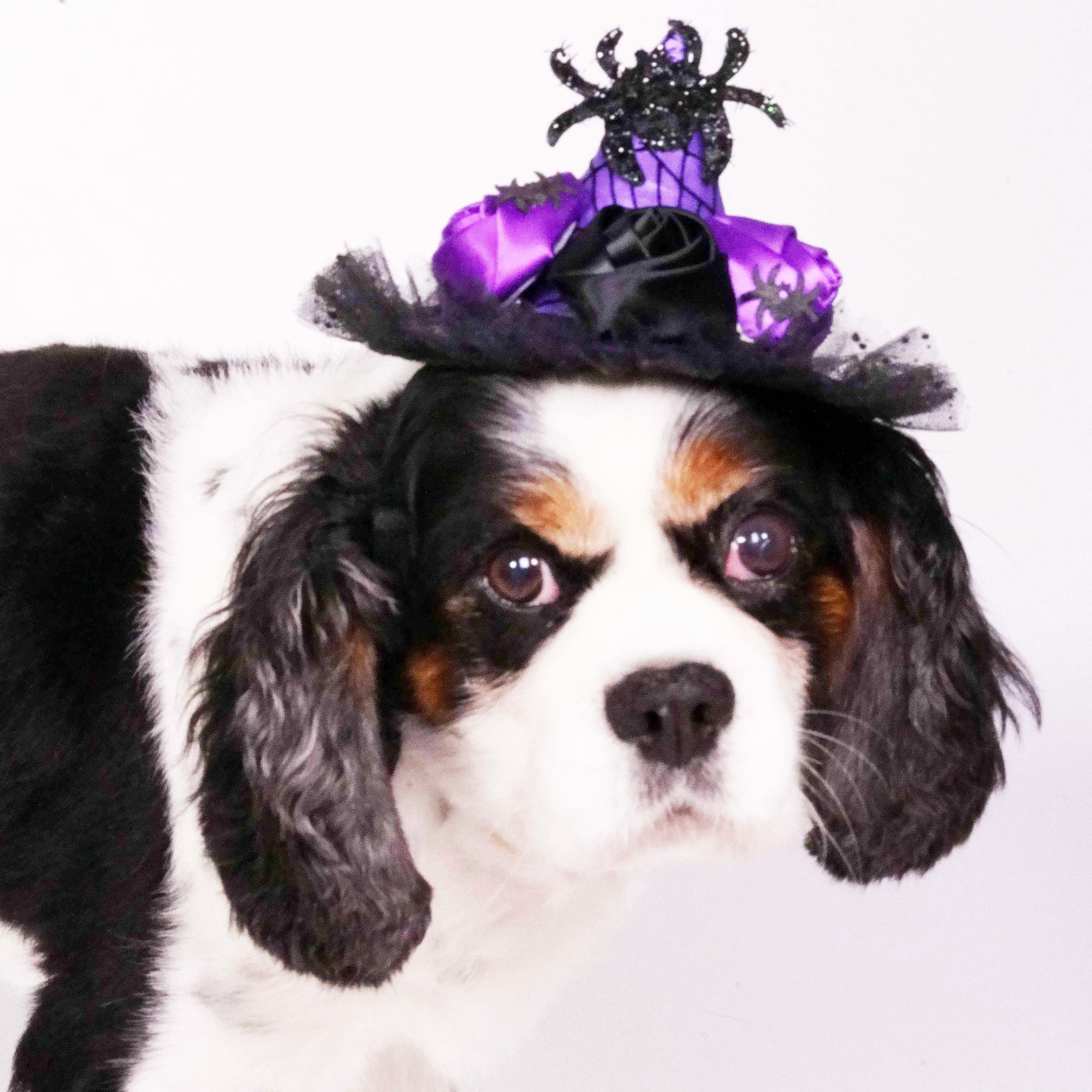 Halloween Witch Hat - Spider Rosy