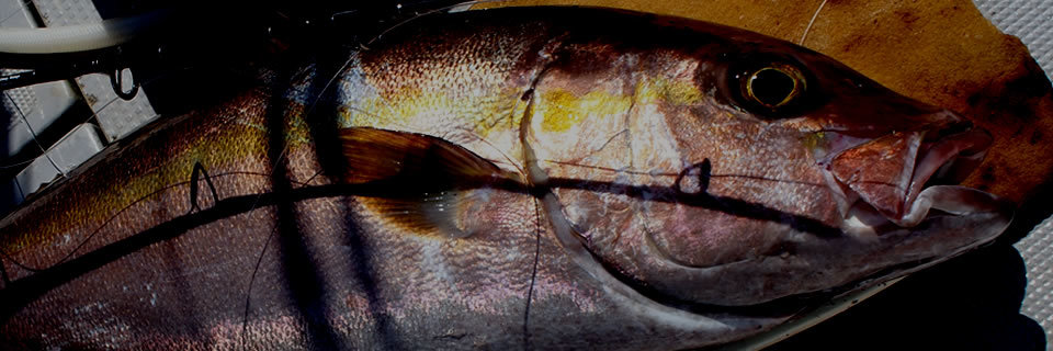 MC WORKS' DUAL EDGE 596LR JIGGING ROD