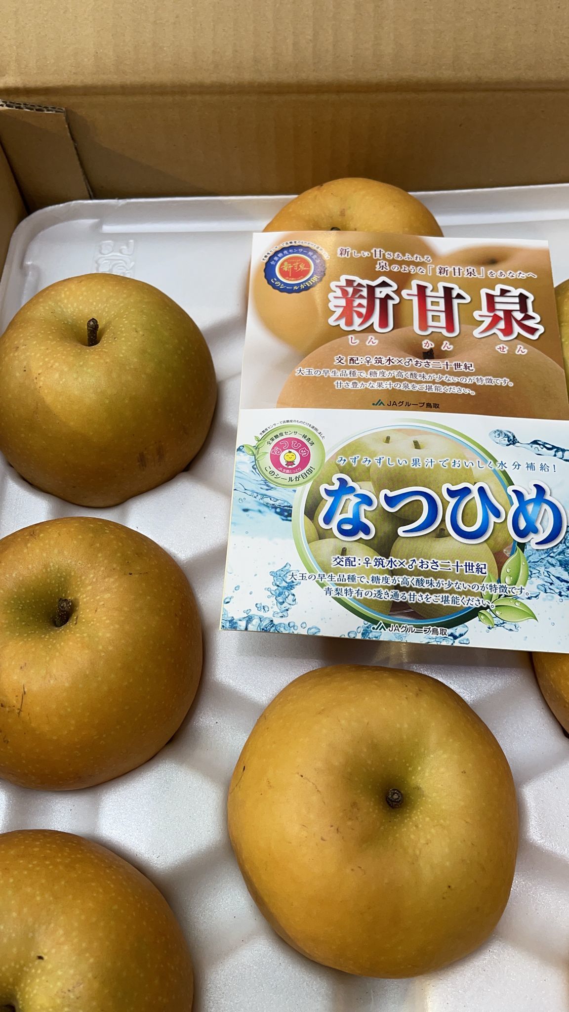 🇯🇵新甘泉
