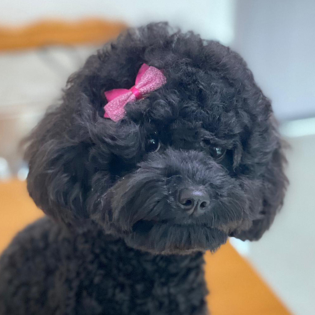 Glitter Bow Hair Clip