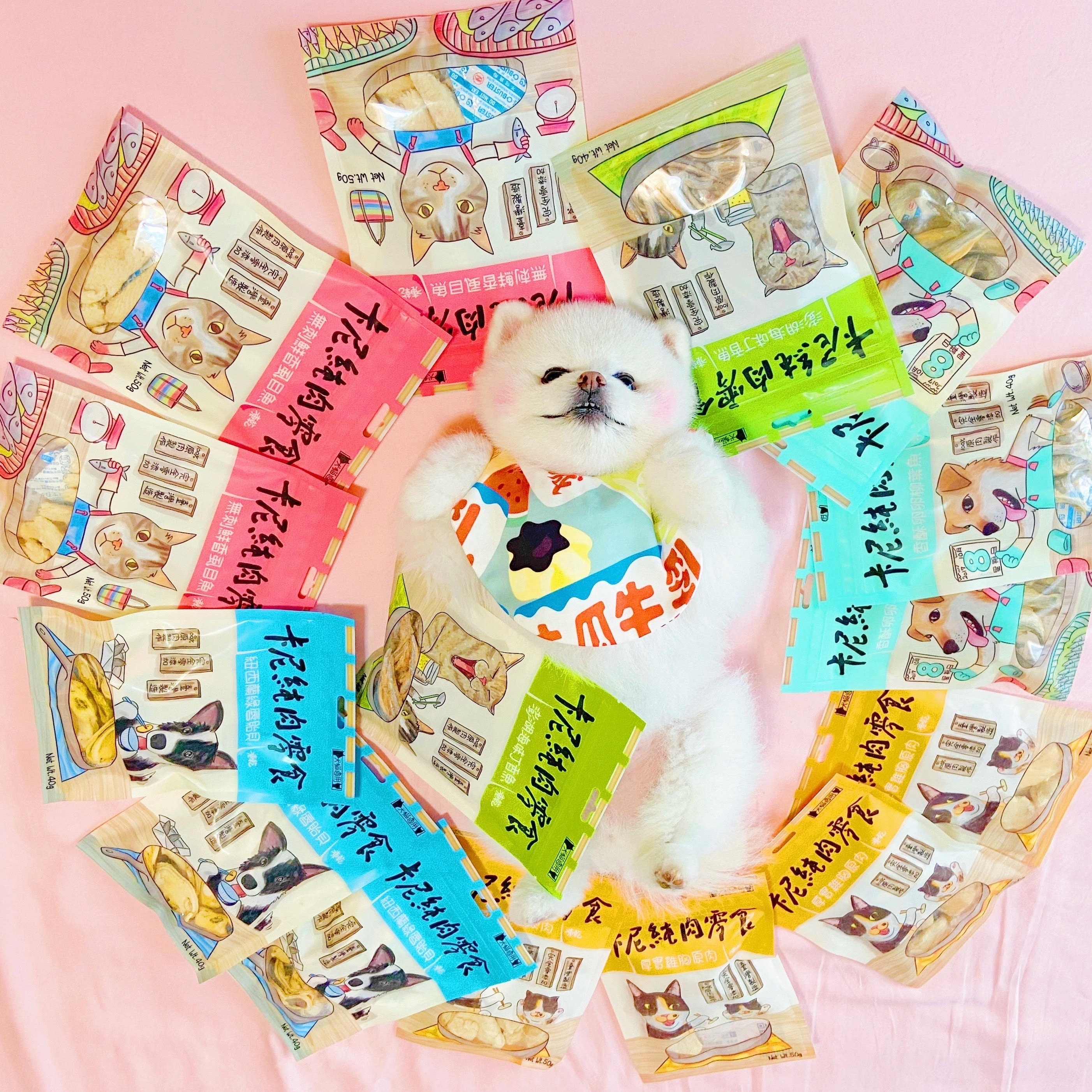 白博美小狗狗吃卡尼零食