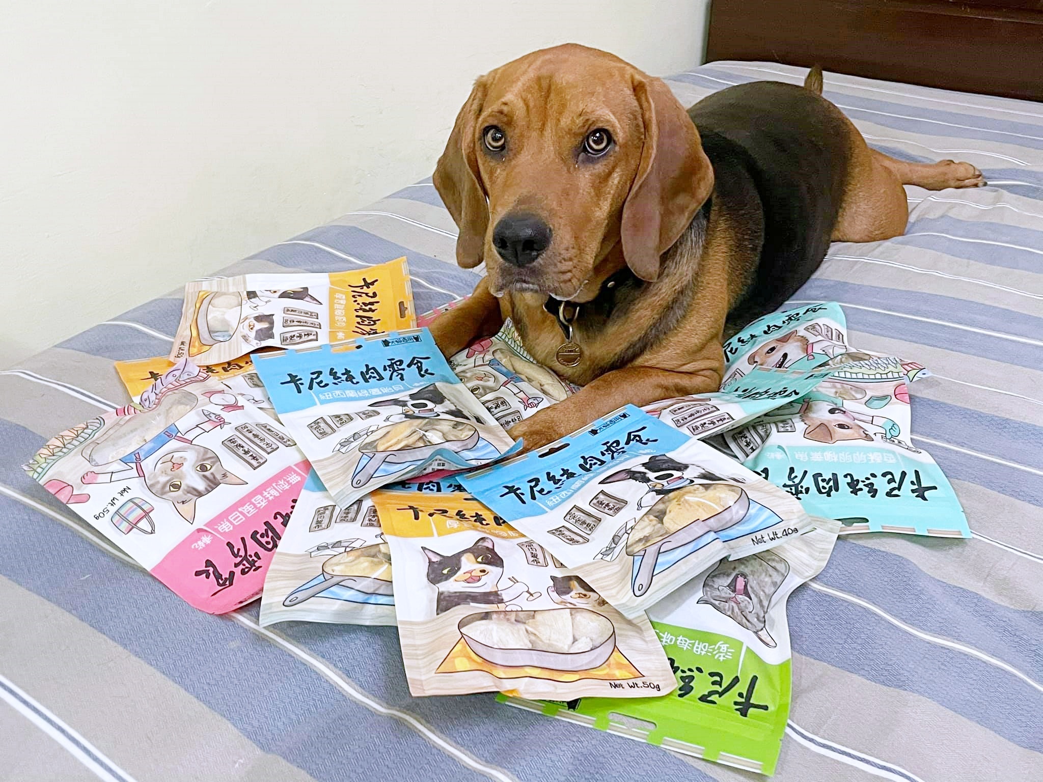 米格魯享用卡尼純肉零食