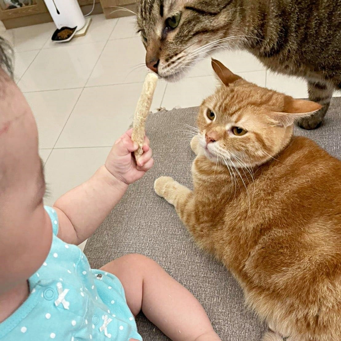 小朋友餵貓咪吃卡尼零食