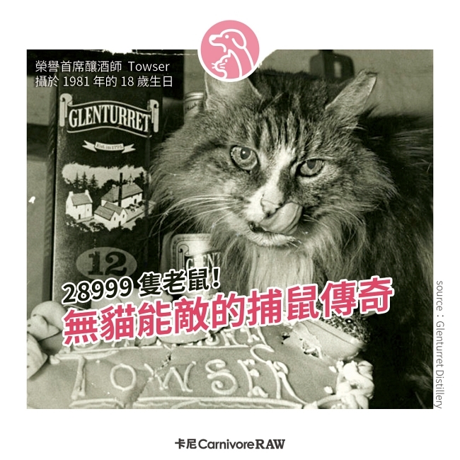 世界紀錄中的最強捕鼠貓咪