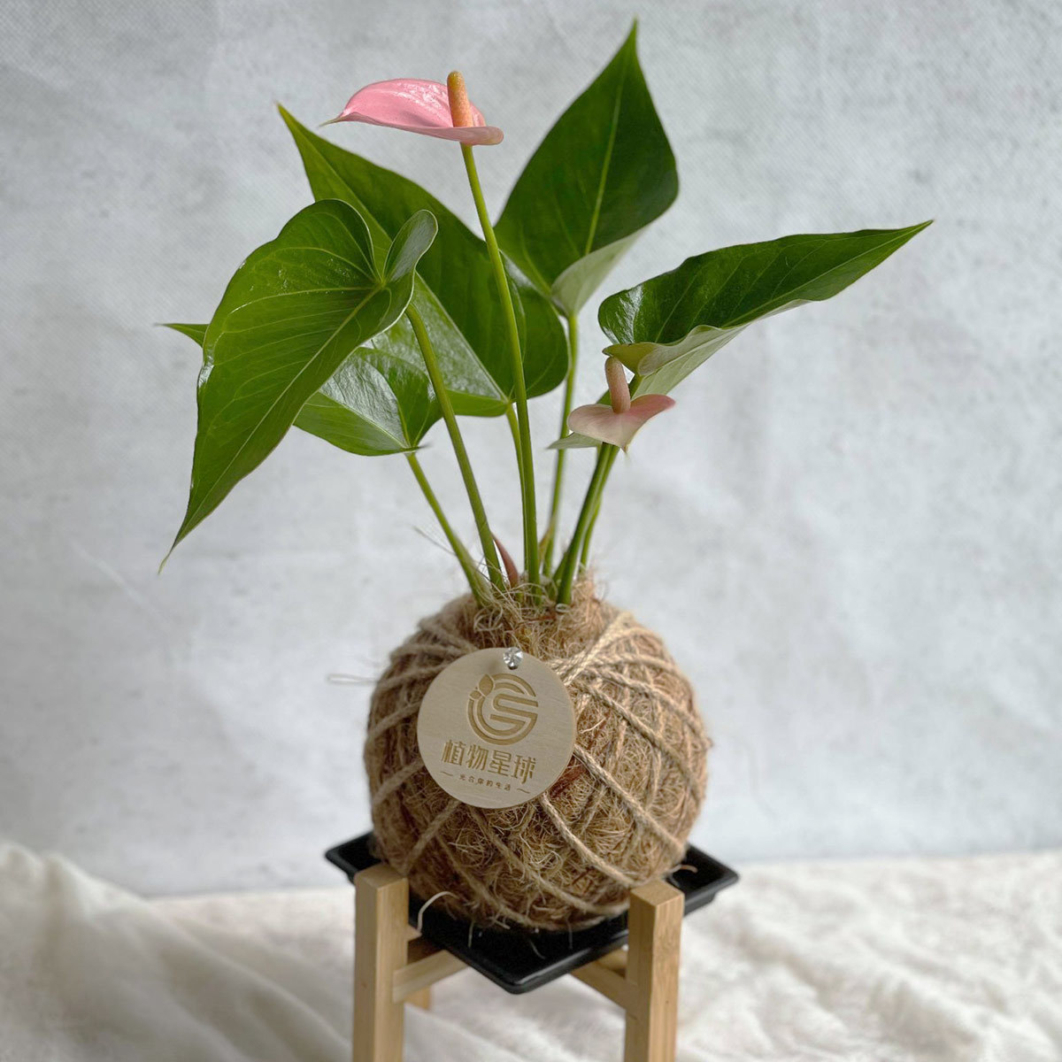 加購專區｜H立架/1組5個