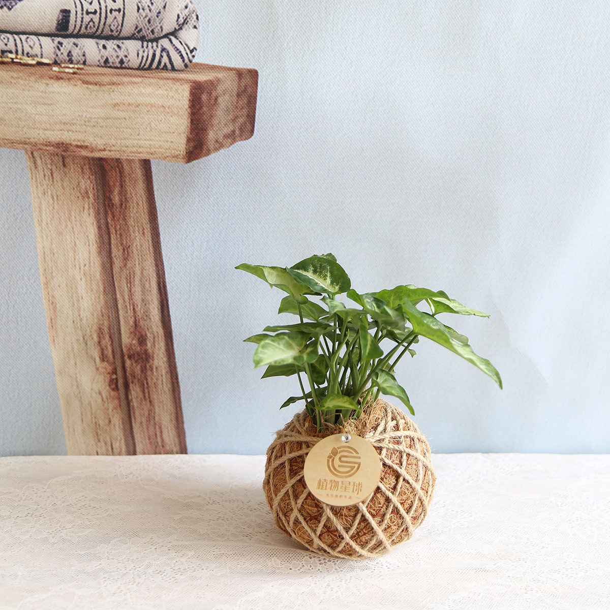 PD02｜合果芋小苔球