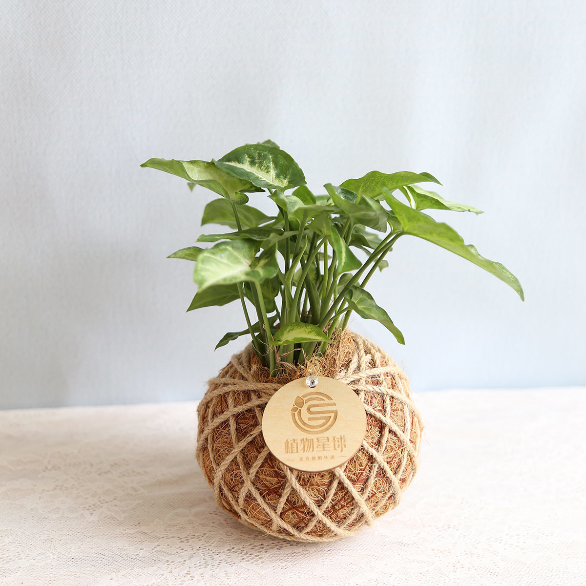 PD02｜合果芋小苔球