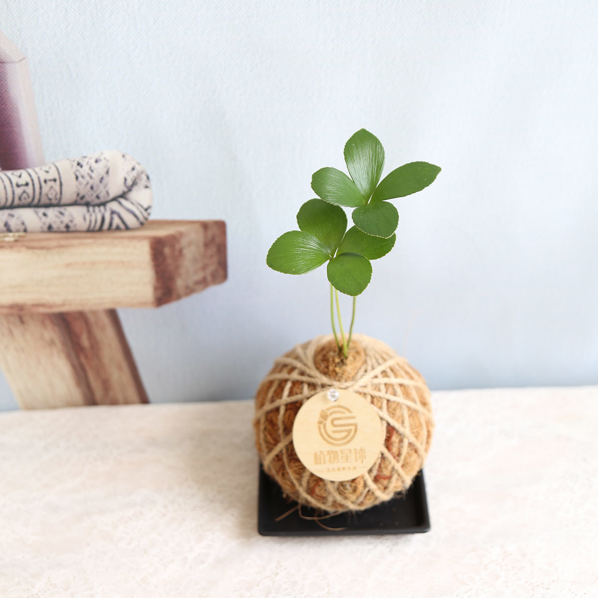 PD62｜幸運草鐵樹小苔球