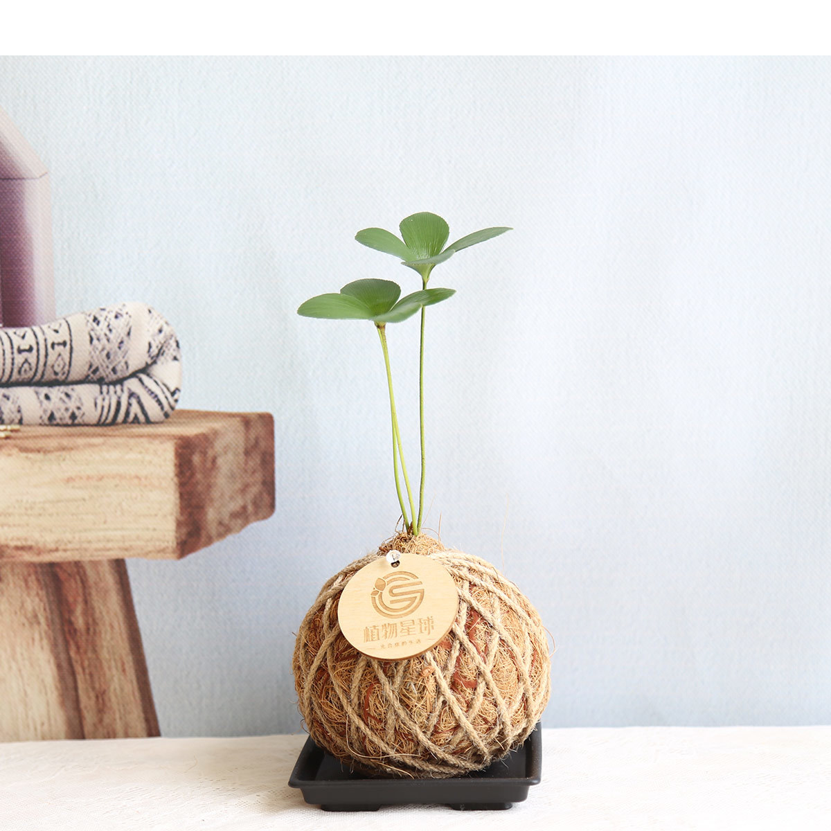 PD62｜幸運草鐵樹小苔球