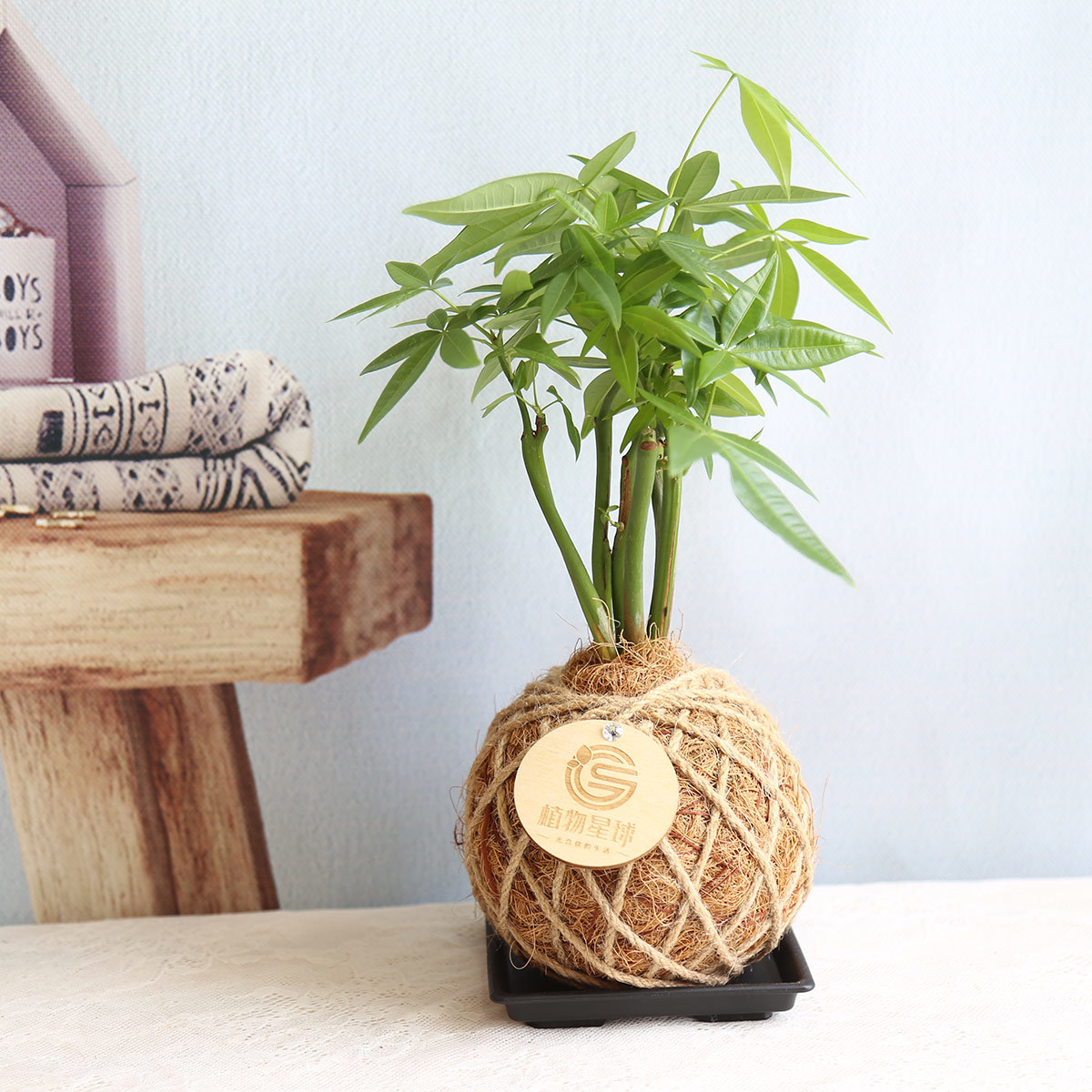 PD63｜直式馬拉巴栗小苔球