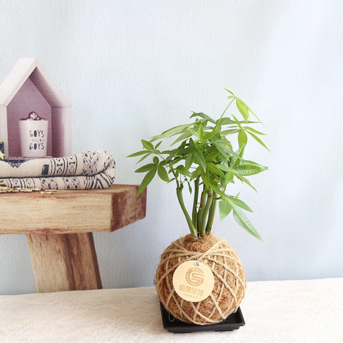 PD63｜直式馬拉巴栗小苔球