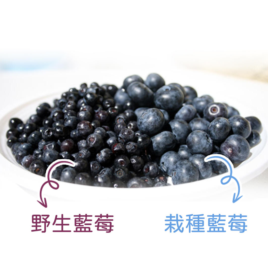 天時莓果TimesBerries|栽種藍莓和野生藍莓差在哪裡?