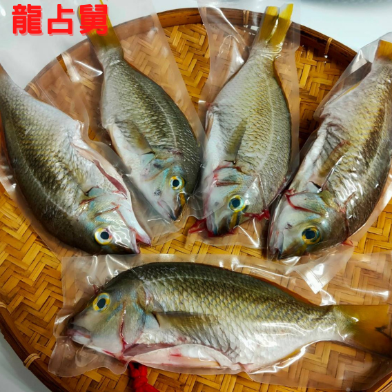 澎湖職人手釣頂級野生魚