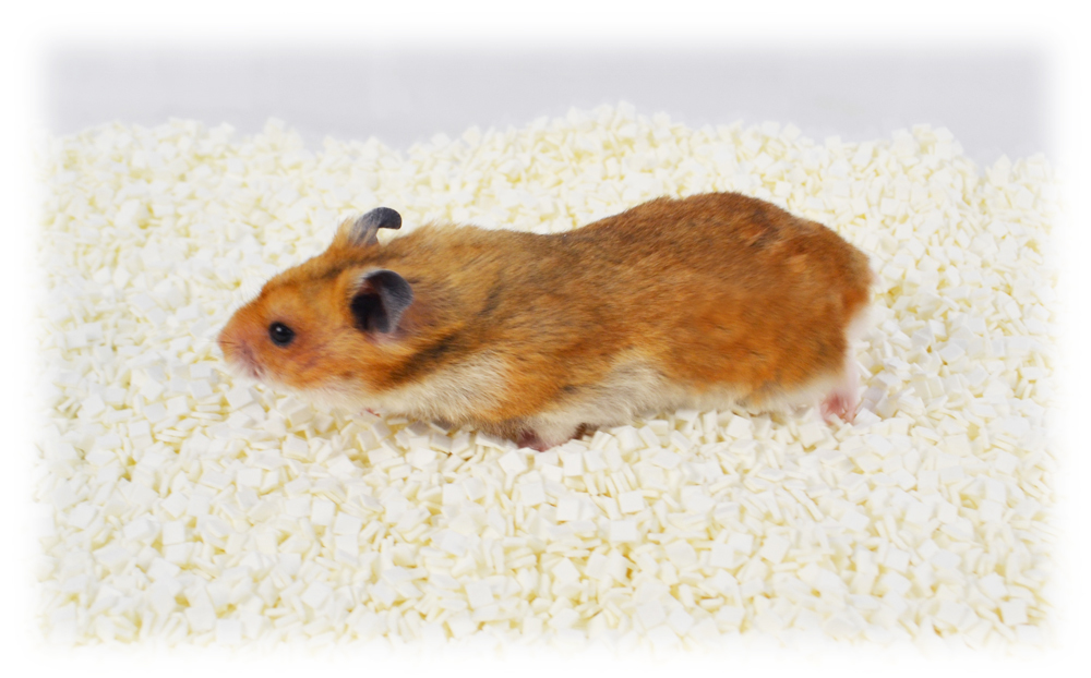 Sanko 無塵速乾紙墊 - 1.3kg