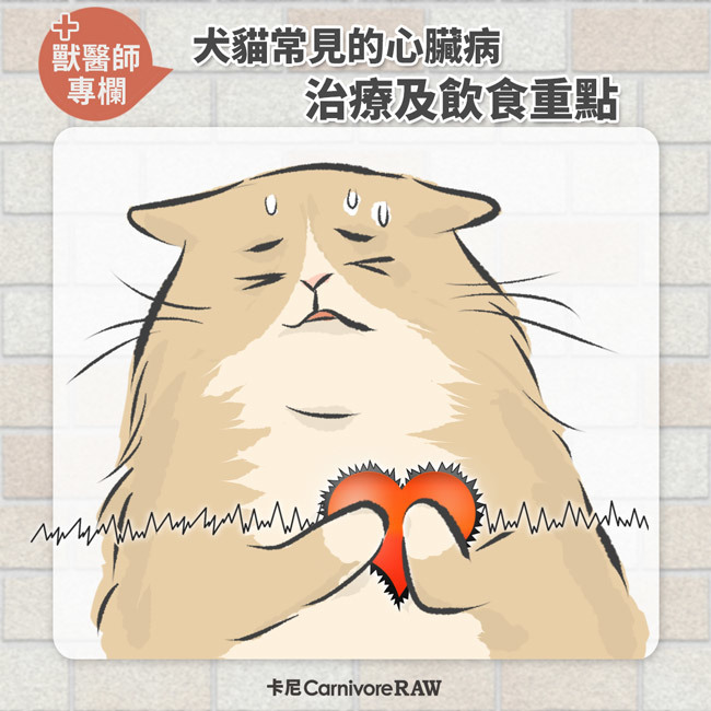 犬貓常見的心臟病 治療及飲食重點