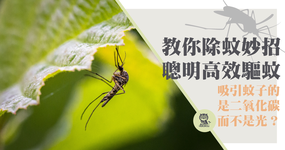 蚊子怕什麼植物或精油？有沒有聲音或光可以趕走它們？
