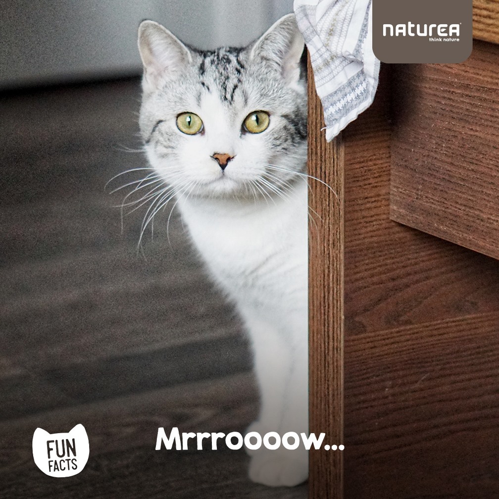 Naturea Healthy Treat Chicken For Cats all Breeds & Lifestages 100g EXP: 07/2026