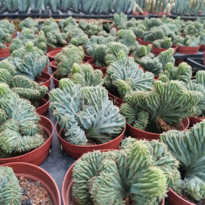 TKL - Myrtillocactus Geometrizans Cristata 龙神木缀化