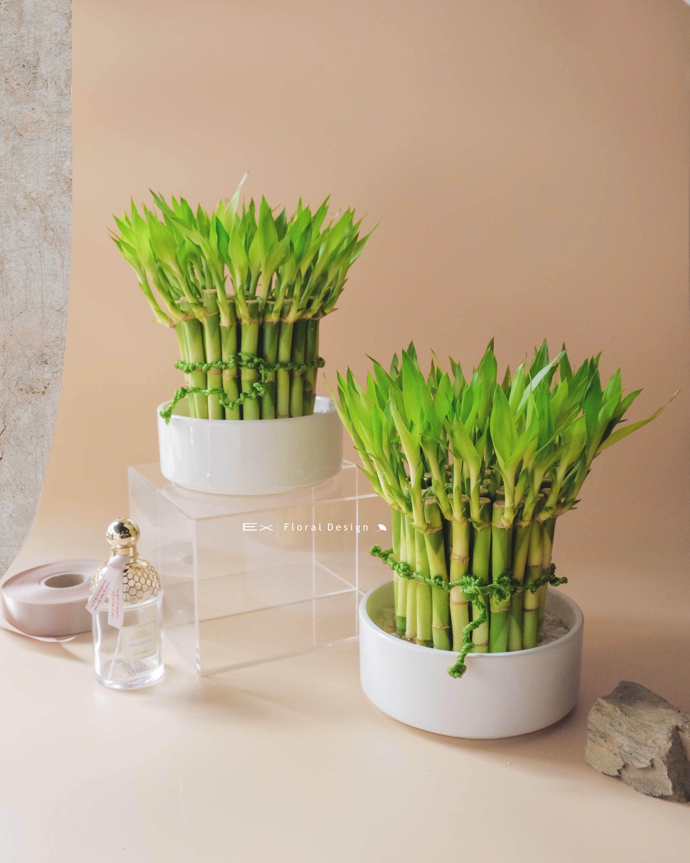 開運竹   白瓷盆