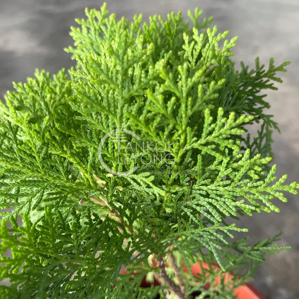 TKL - Outdoor Thuja Pine Thuja Flat Pine 侧柏扁柏/黄金扁柏