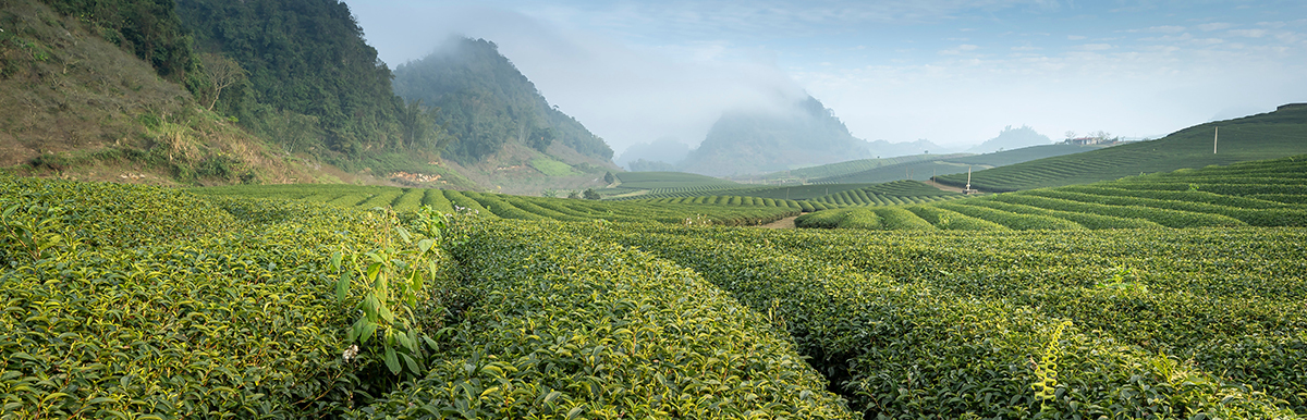 日光白茶,茶香,茶樹,清爽