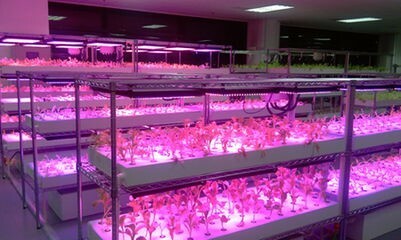 LED 藍紅光植物燈