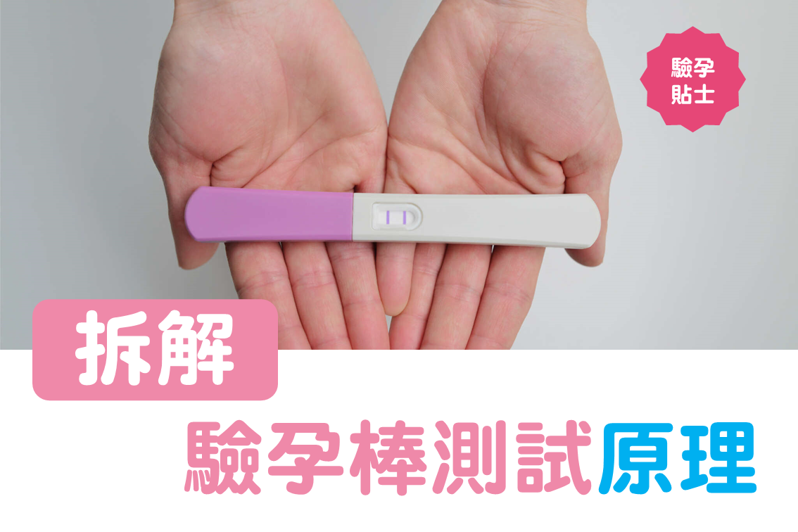 拆解驗孕棒測試原理