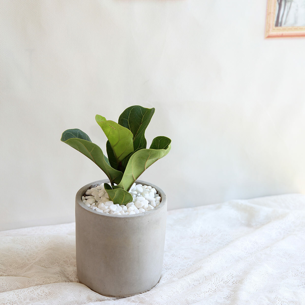 PD66｜琴葉榕水泥盆