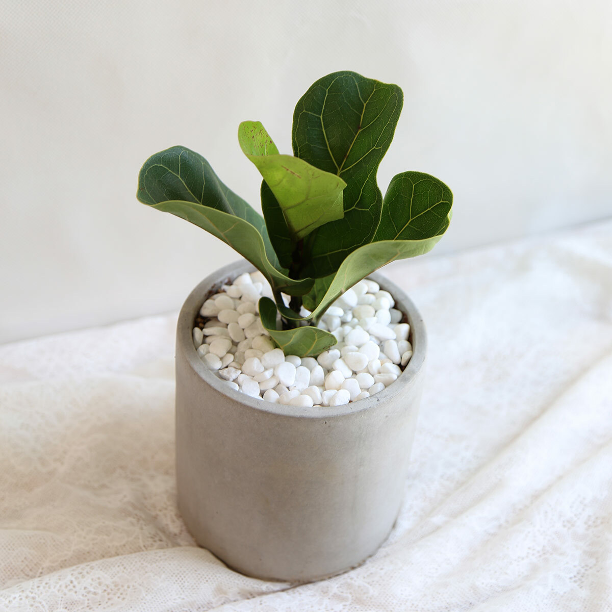 PD66｜琴葉榕水泥盆