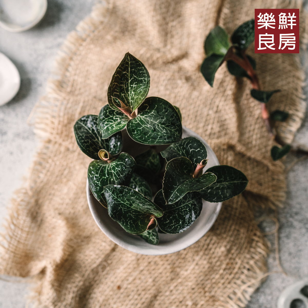 金線連價格高的原因為何？食補藥用兩相宜的珍貴藥材