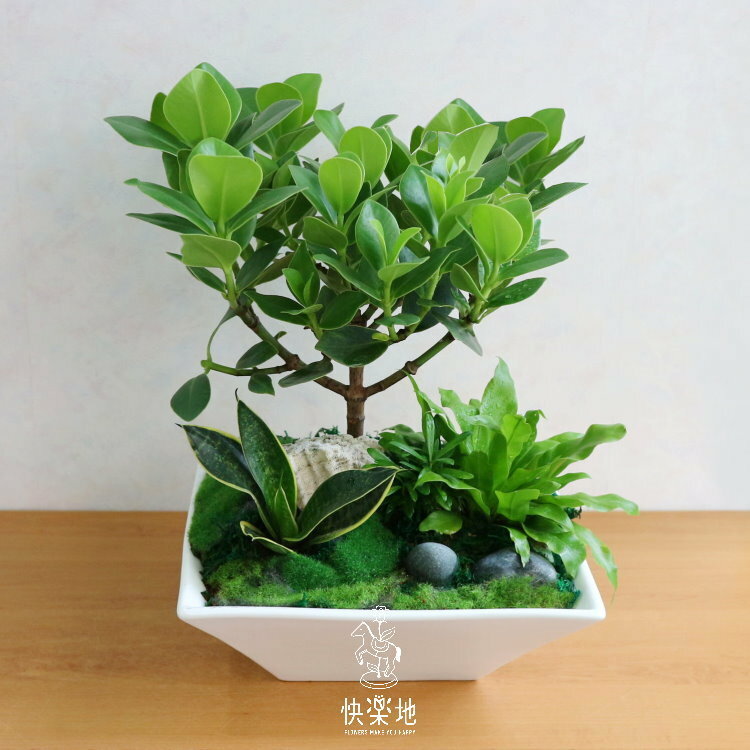 綠意風華 I 書帶木  GP190302