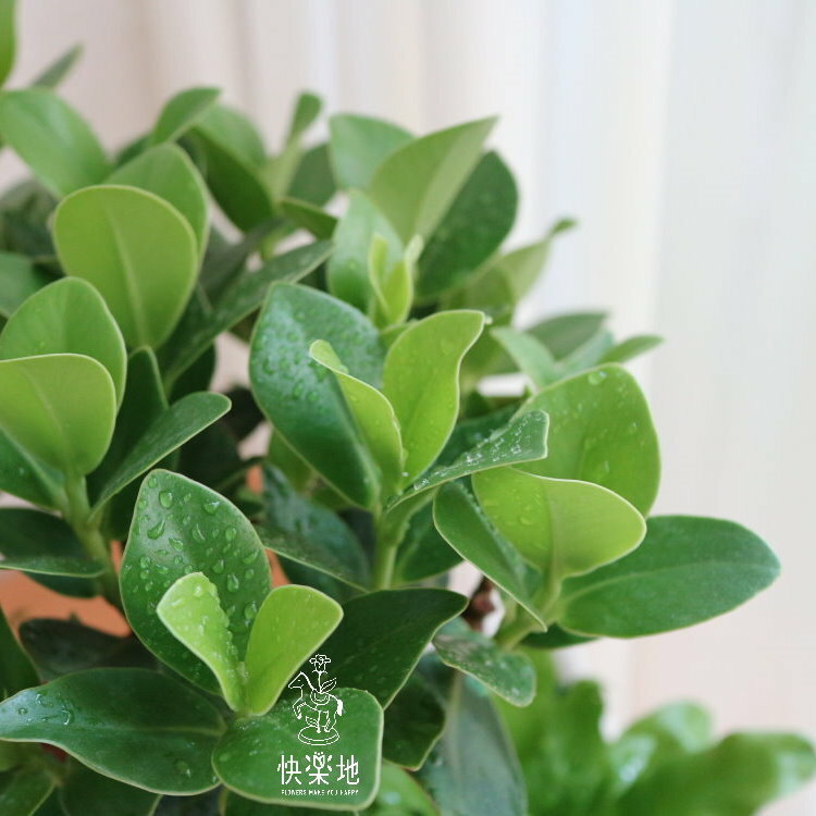 綠意風華 I 書帶木  GP190302