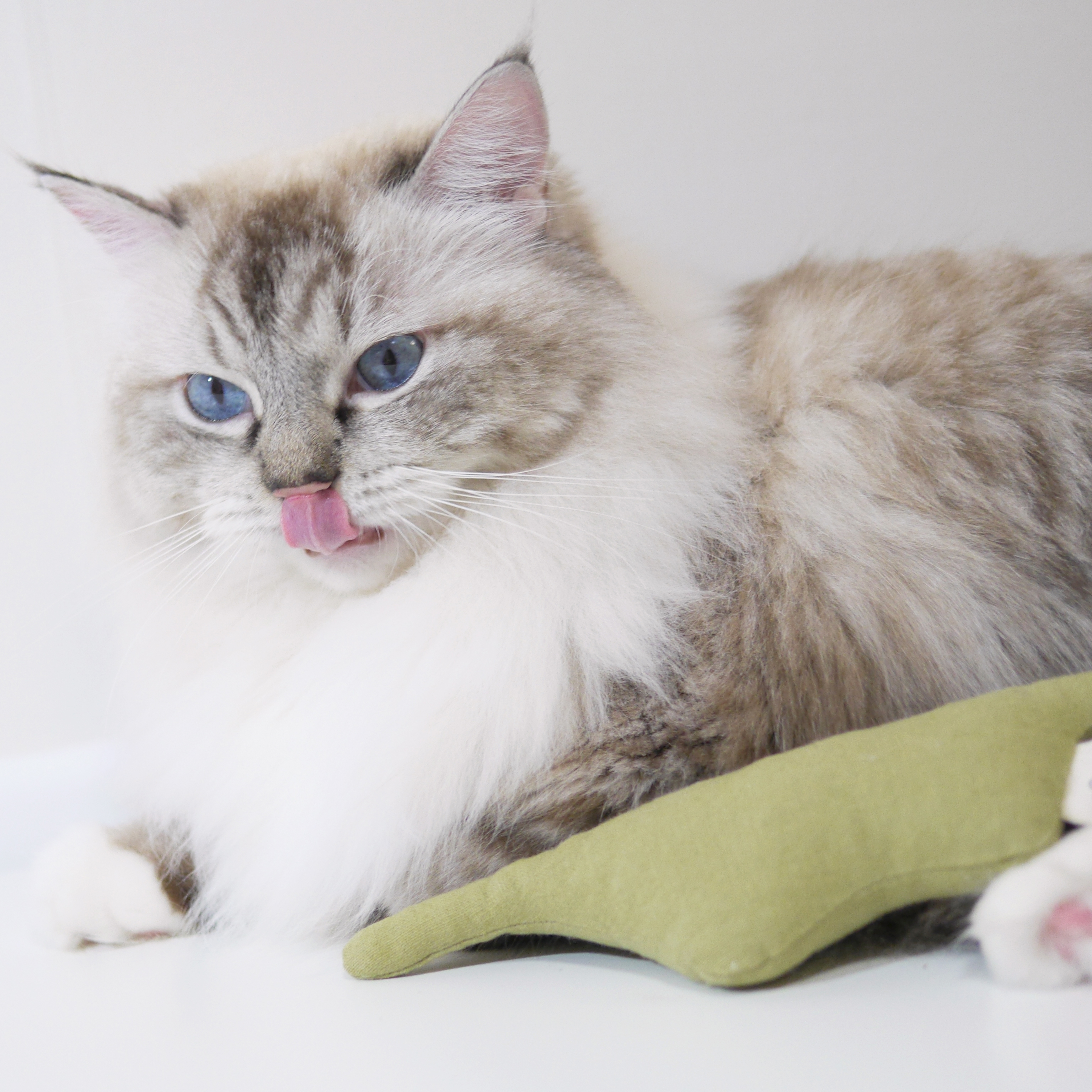 寵物玩具 | 蟒蛇 - The Royal Grocery