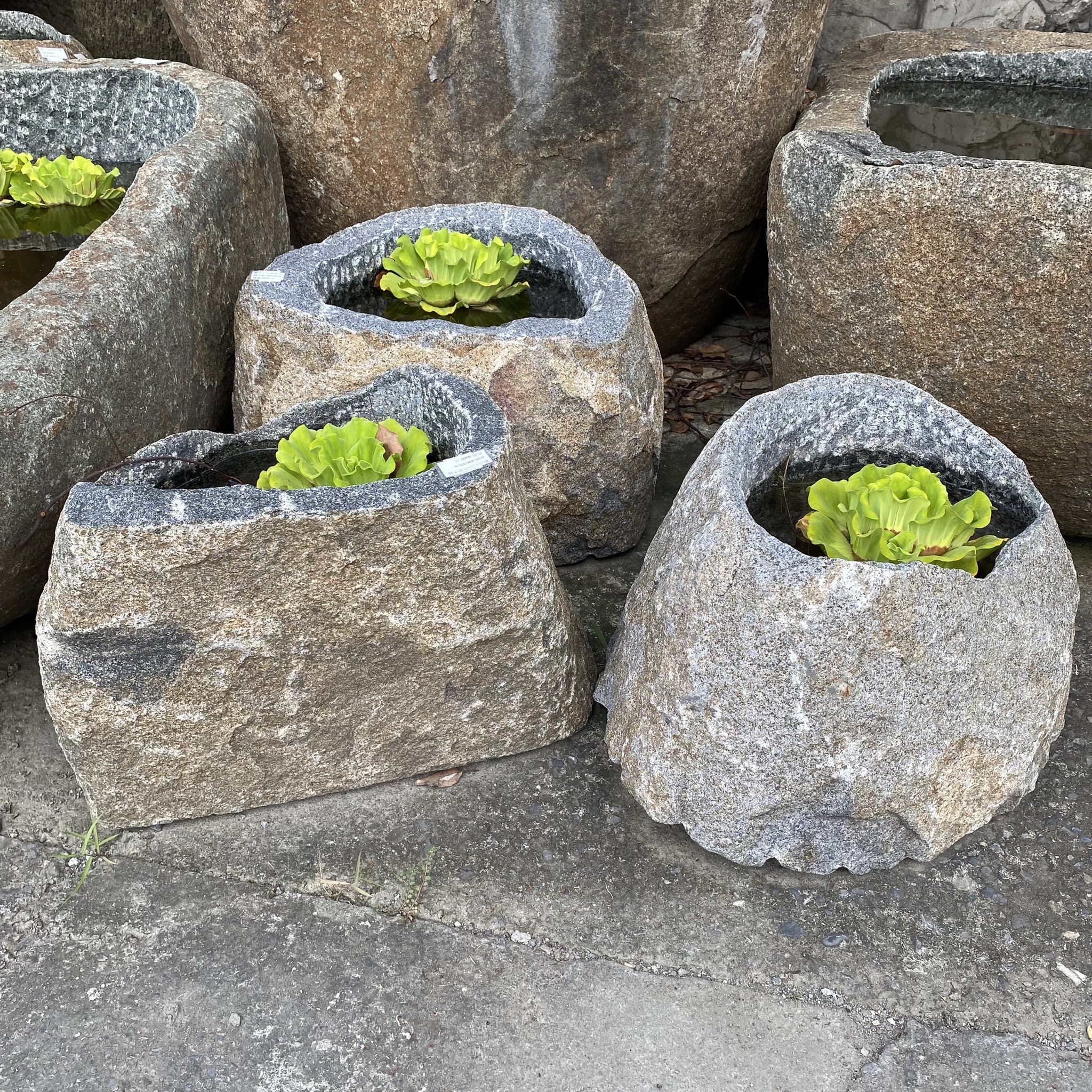 石鉢・溜まり石・寄せ植え鉢・盆石・盆景・石付盆栽鉢・オブジェ・庭石 ...