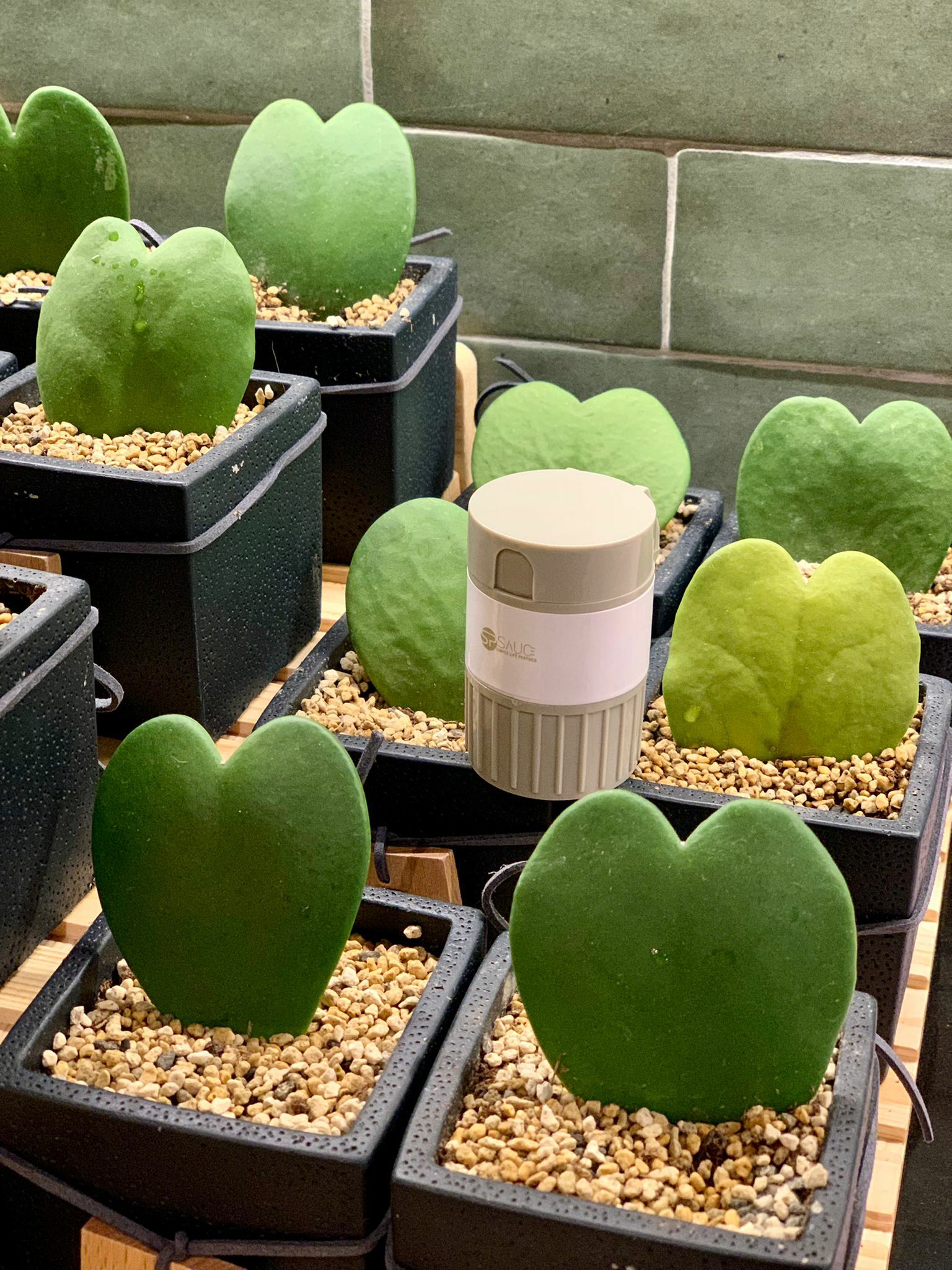 日本便攜式多功能藥盒 | Seacation | Staycation | 居家旅行必備 (逢星期日截單後7-14個工作天發貨)