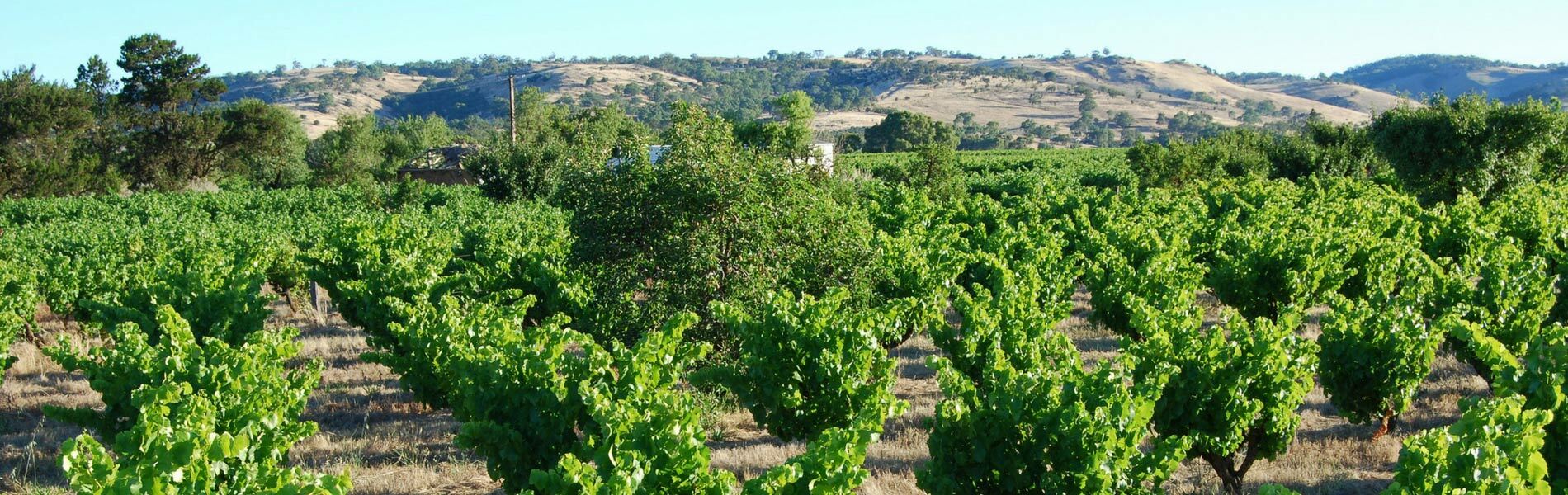 歌海娜,Grenache, 加爾納恰, Garnacha,迦納查,Garnatxa,卡諾娜,Cannonau