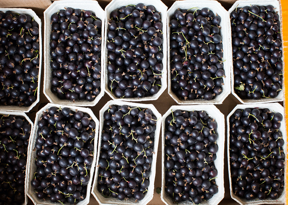 LBJ | 英國醋栗果醬