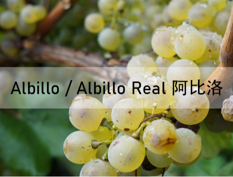 Albillo / Albillo Real